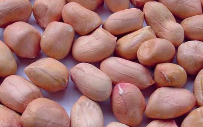 Semănătoare de ancorare – CANSA
