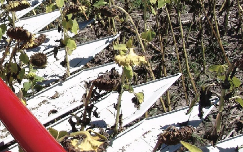 Secerătoare de floarea-soarelui Maizco Grandflow
